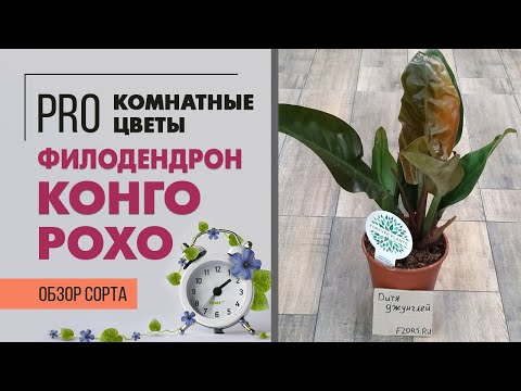 Видео: Конго Рохо Филодендрон Уход: выращивание филодендрона Конго Рохо