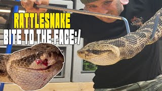 Giant Rattlesnake BITES my other rattlesnake IN THE FACE