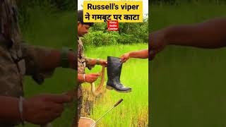 russell viper snake bites on gumboot । snake bite #shorts #youtubeshorts