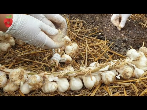 Video: Zahtjevi tla za lukovice: saznajte o idealnom tlu za lukovice