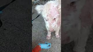 Тбилиси 🇬🇪 Сакартвело 💌 Грузия Приют Тамаза Элизбарашвили 🐕💌🍀🙏