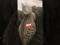 ايام في العمري ما بتعديش
