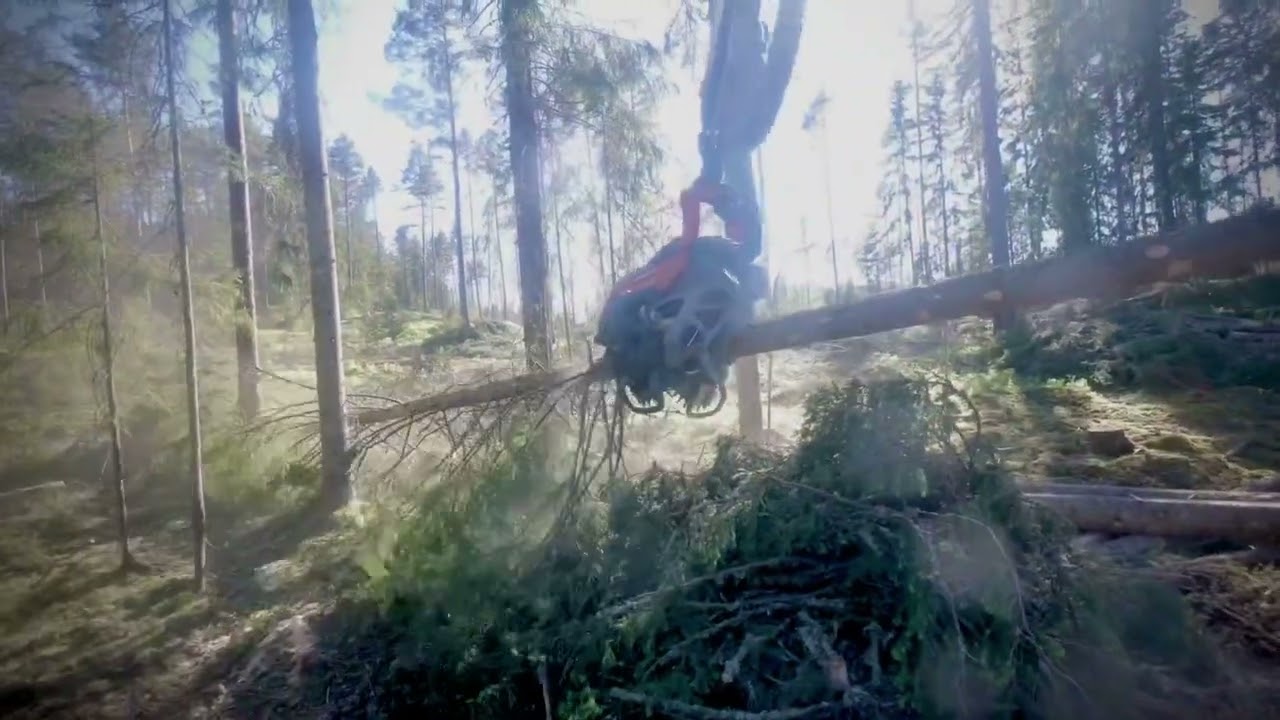 Cutting ￼ long spruce