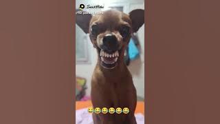 🤣🤣ANJING KEJEPIT 😂😂