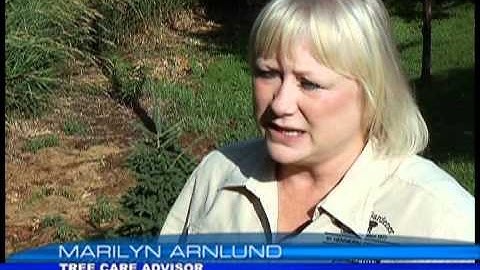 In the Garden - Leaf Curl Aphids: A Pain in the Ash