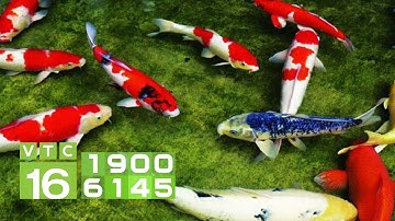 Tường tận cách chữa trị cá chép cảnh bị bệnh virus | VTC16