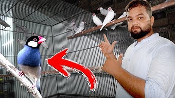 Java Sparrow Breeding Tips for New Fancier || Java Breeding Season Date||