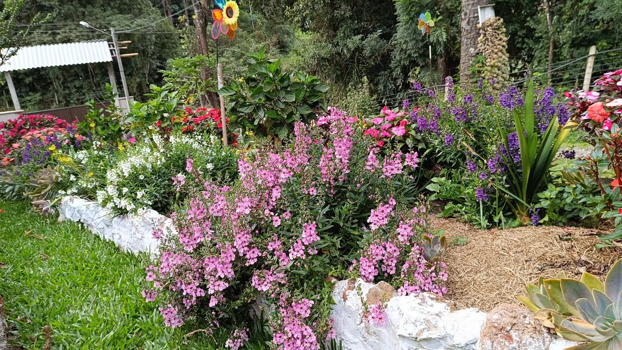 Meu jardim ta lindo,muitas flores!