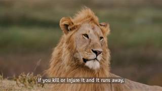 Protecting lions in Tanzania - Conservations Unsung Heroes - Julius and Mandela