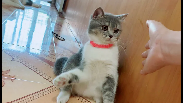 Video 5481271: cute baby animals compilation, animals cutest cats, adorable cat family, kitten cute funny, cat funny love