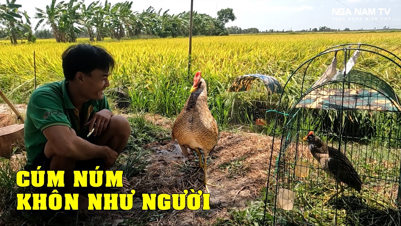Chuyện Lạ Miền Tây Chàng Trai Nuôi Chim Cúm Núm Khôn Như Người Đã Có Hậu Duệ Cực Ngầu/NGÃ NĂM TV