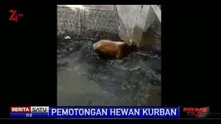 Download Lagu Kabur Saat Akan Disembelih, Sapi Mencebur ke Sungai MP3