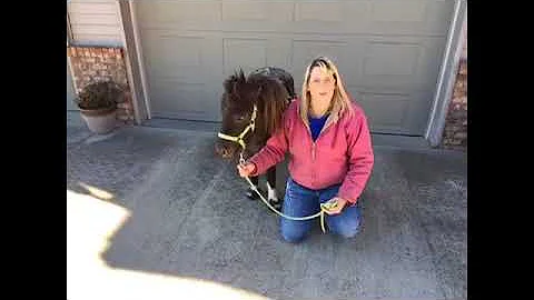 Kristie King Lewis and Flash show off their Cavall...