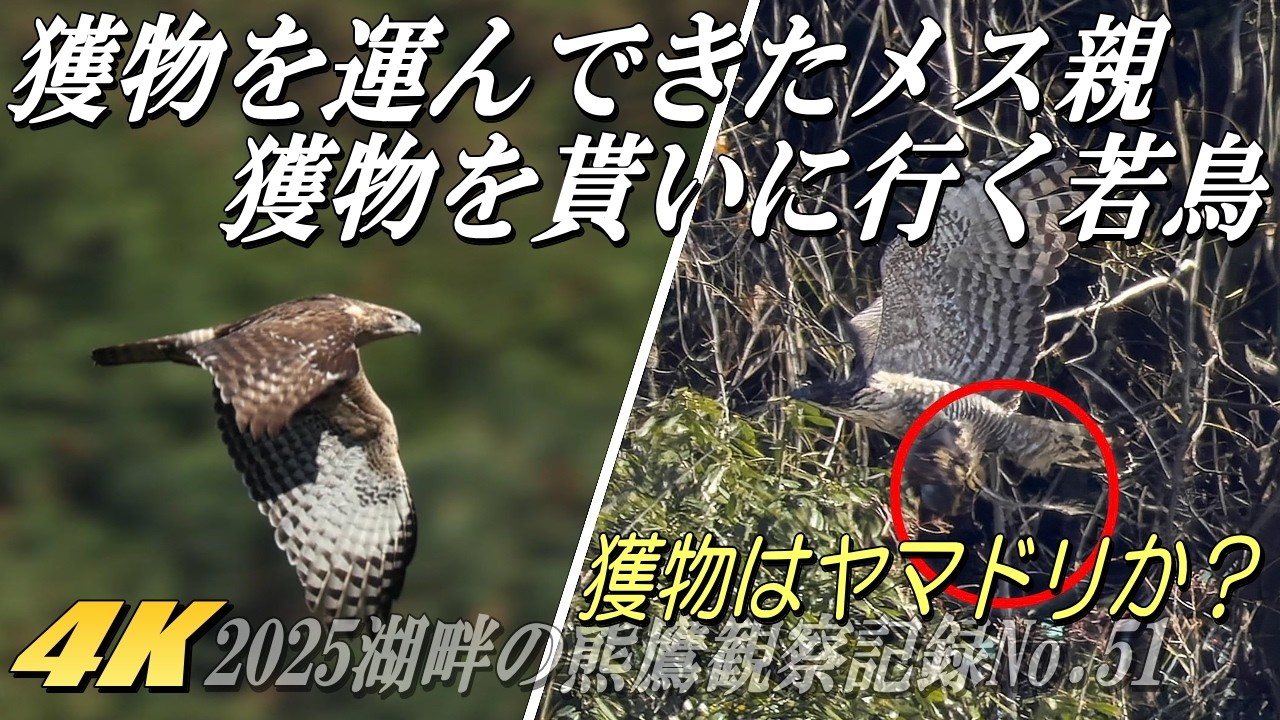 The parent mountain hawk-eagle brings food every day] The young