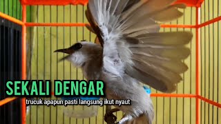 trucukan gacor ROPEL PANJANG buat pancingan trucukan agar bunyi JADIKAN burung trucuk gacor EMOSI