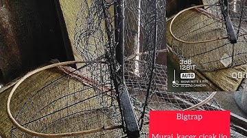 SANGKAR JEBAKAN BURUNG MURAI, KACER SEJENIS NYA#doble trap