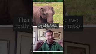 How Many Teeth Does An Adult Elephant Have? | Creature Questions
