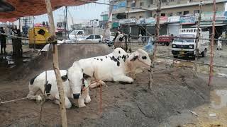 Cow Mandi of Islamabad Bhatta Chowk Rawalpindi Bhatta Chowk Mandi Rates Update Bargaining
