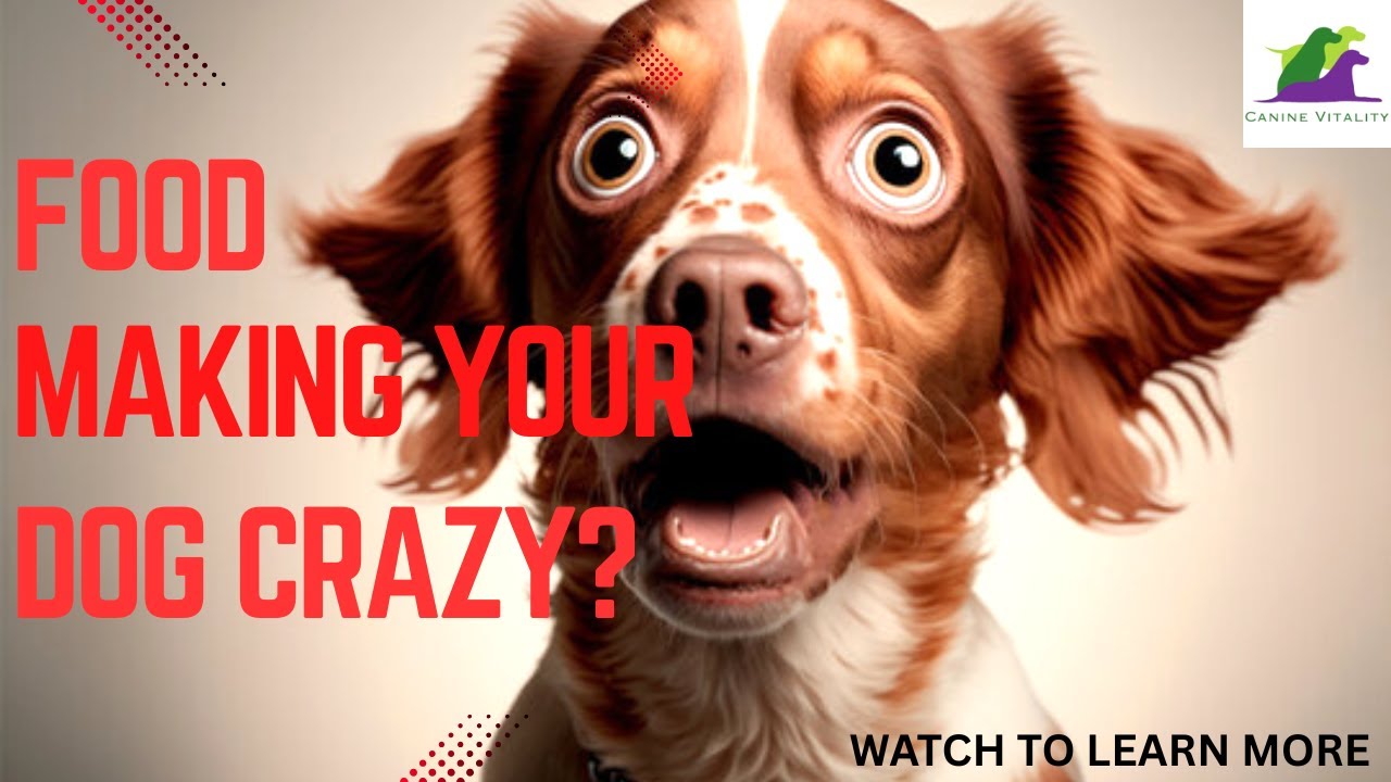 Food Sensitivity in Dogs and the Gut Brain Connection- is food making your dog crazy??