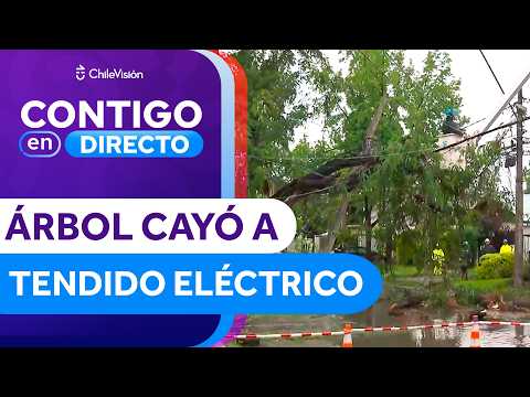 Tree falls on power lines and breaks a utility pole in La Reina - Contigo en Directo