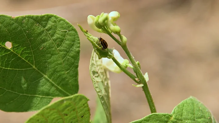 Stopping Mexican Bean Beetles – This Week in the Garden
