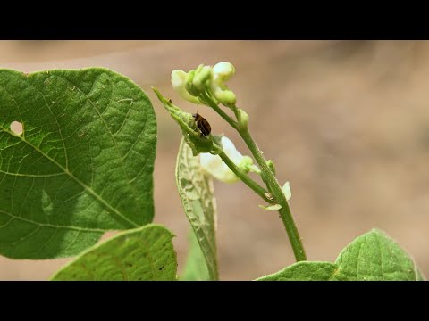 Vidéo: Mexican Beetle Beetles - Informations pour le contrôle des coléoptères du haricot