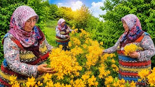 🌼 Sarı Orman Gülleri Arasında İçten Sohbet! Doğanın Huzuru