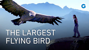 Soaring with Giants: The Condors of Patagonia