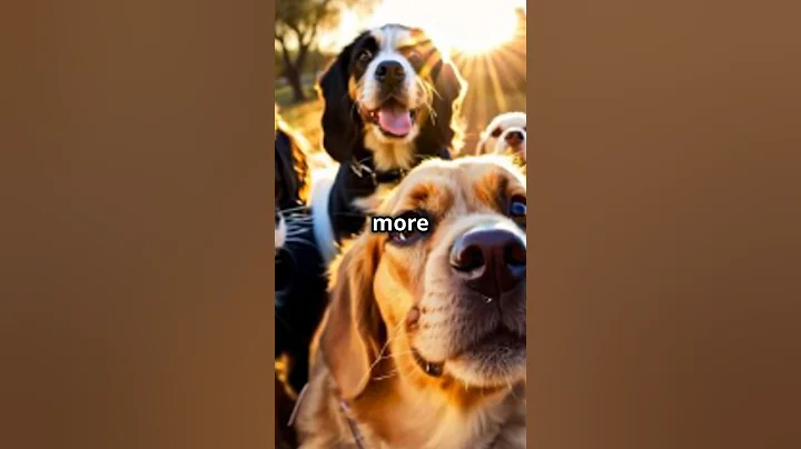 The 6 Most Challenging Dog Breeds to Train #shorts