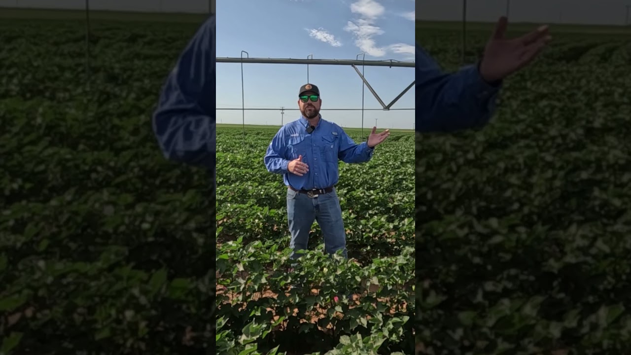 Cotton Nematode Management: Gain up to 500 lb/A | Fortify Your Field