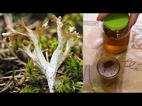 Видео: Moss Tsetraria исландски - показания за употреба, свойства