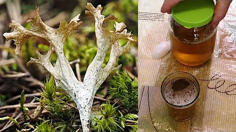 Исландский 🍀 мох или цетрария. Отвар - пневмония, бронхит, астма и язва желудка. Растёт в России.