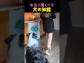 ❤️900万❤️本当に驚くべき犬の知能