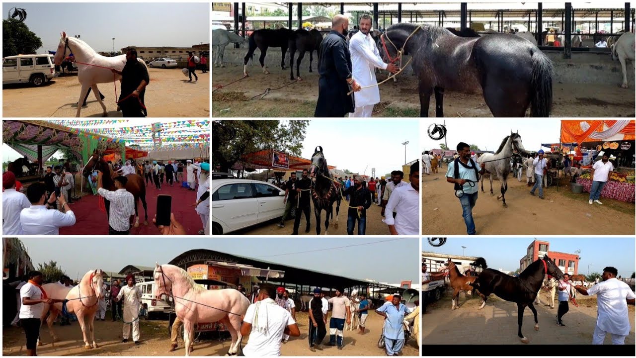 JAGRAON MANDI 28-8-2021