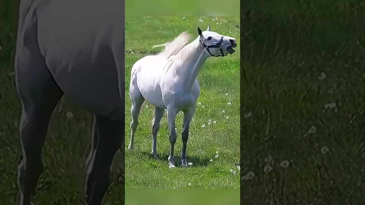 The Eccentric Racehorse Gold Ship Shorts Youtubeshorts Shortvideo Funny Love Cute Horse