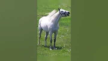 The Eccentric Racehorse Gold Ship Shorts Youtubeshorts Shortvideo Funny Love Cute Horse 