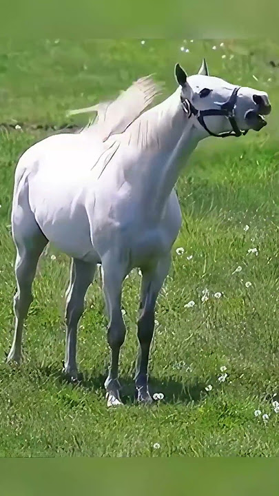 The eccentric racehorse Gold Ship!#shorts #youtubeshorts #shortvideo #funny #love #cute #horse