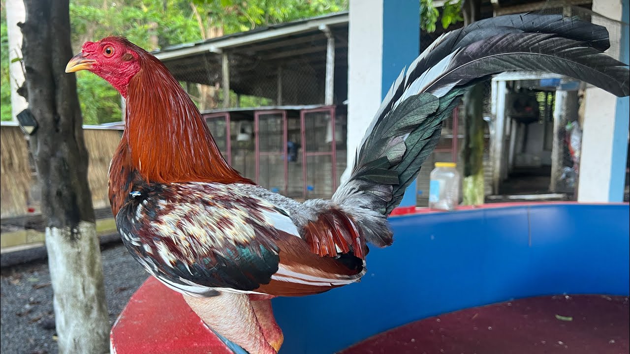 Экскурсия по галерее Сэмюэля Кардоны в Пуэрто-Рико, уникальная генетическая линия