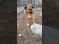 Cop saves DOG that’s head is STUCK in bin?!!?#dogshorts #dogs #doglife #doglove #dogsworld
