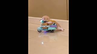 This little cat used to spend the whole day playing with her little scooter But the problem was tha