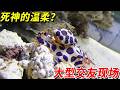 死神的尊嚴呢?本想看藍環章魚大殺四方,結果它和蝦交了朋友?這屆章魚太難帶了!#搞笑 #pets #大熱門 #animals #藍環章魚