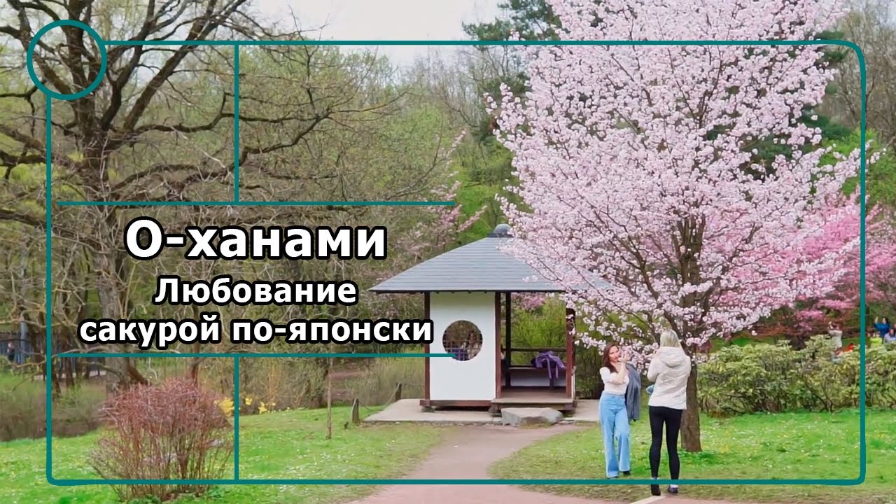 О-ханами: любование сакурой по-японски