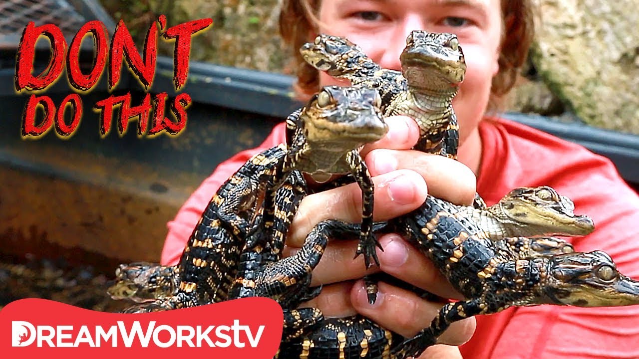animal encounters melbourne Covered In Baby Alligators | DON'T DO THIS