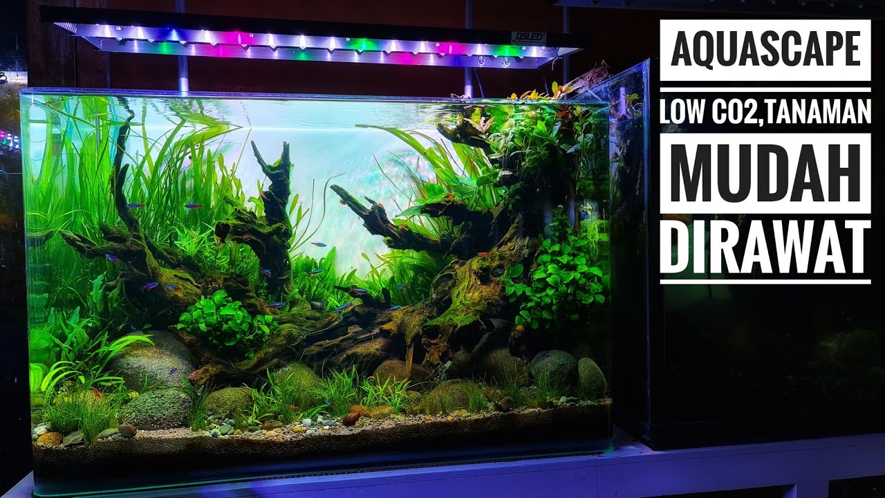 #330 Creating a natural low co2 Aquascape with easy-care plants
