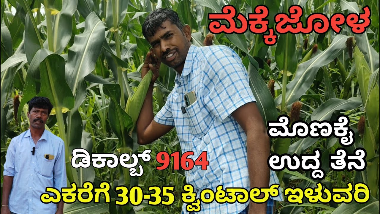 ಹೊರಹೊಲ DECALB 9178 ಮೆಕ್ಕೆಜೋಳ | ಎಕರೆಗೆ 30-35 ಕ್ವಿಂಟಾಲ್ ಇಳುವರಿ | ಮೊಣಕೈ ಉದ್ದ ತೆನೆ