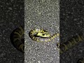 危険人物シリーズ🐍 今夜の容疑者…逃走中 | Tonight's Suspect: Still at Large