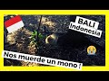 NOS ATACA UN MONO en BALI Indonesia 🐵🔥 VIAJE A BALI recorriendo la isla