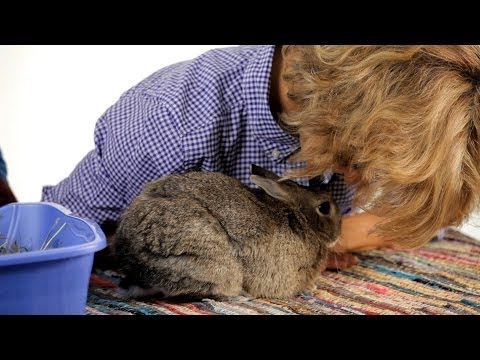 How to Get Rid of Your Rabbit&rsquo;s Odor | Pet Rabbits