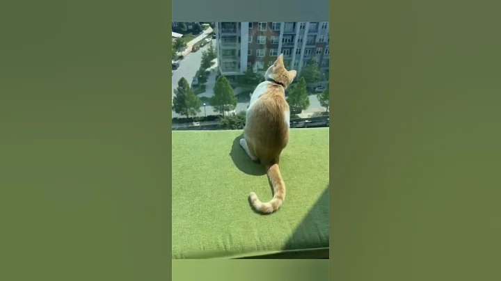 Video 11082091: compilation cats pets, cat compilation funny pet, cats catlover kucing, funny cat compilation funniest