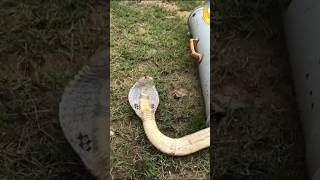 release venomous aggressive cobra #snake #viral #trending #youtubeshorts #shortsvideo #cobra